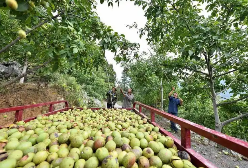 核桃富民”
